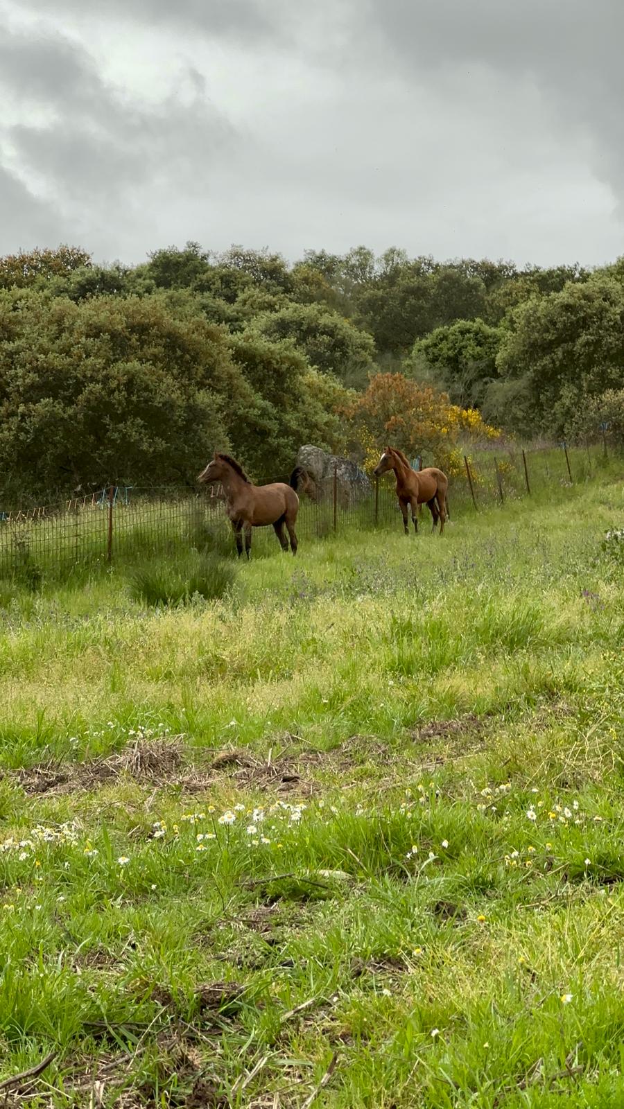 Caballos entre encinas